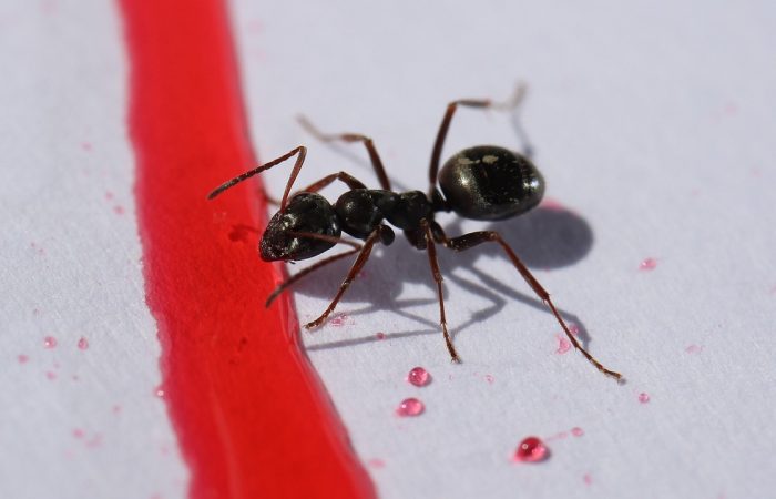 Fourmis_à_la_maison_:_causes,_solutions_et_prévention