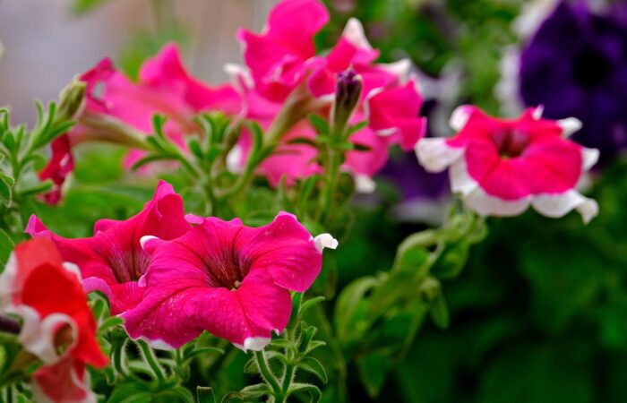 Les_secrets_du_jardinage_:_Comment_récolter_les_graines_de_pétunia_chez_vous_?